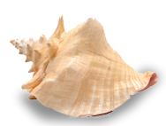 seashell, kafe kalik taste the caribbean