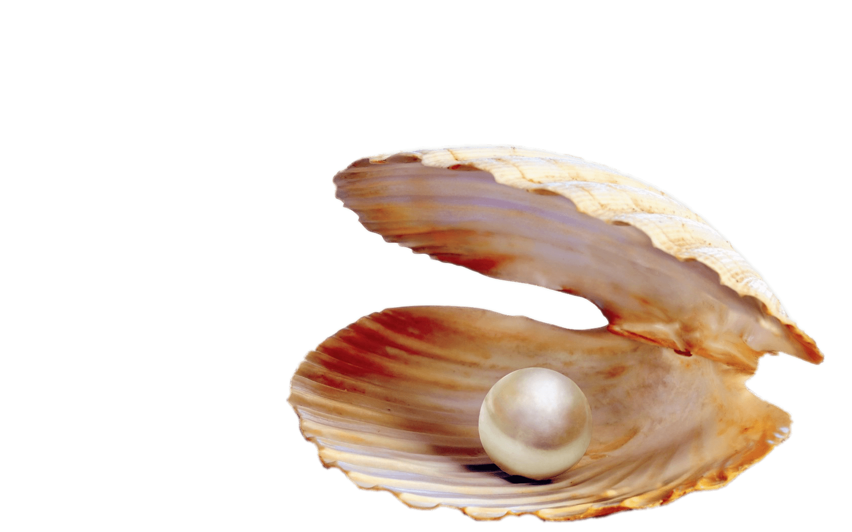 seashell, pearl clipart shell sea pearl for download and use #26421