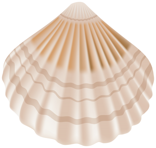 seashell png clip art best web clipart #26422