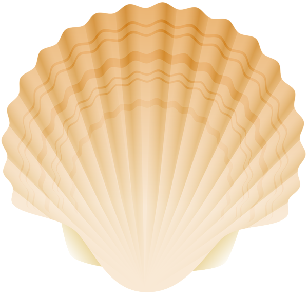 seashell png clip art image gallery yopriceville high #26409