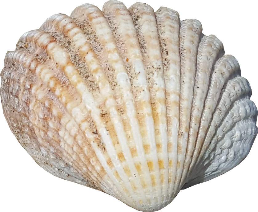 seashell, sea shell background png image sealife graphics #26433