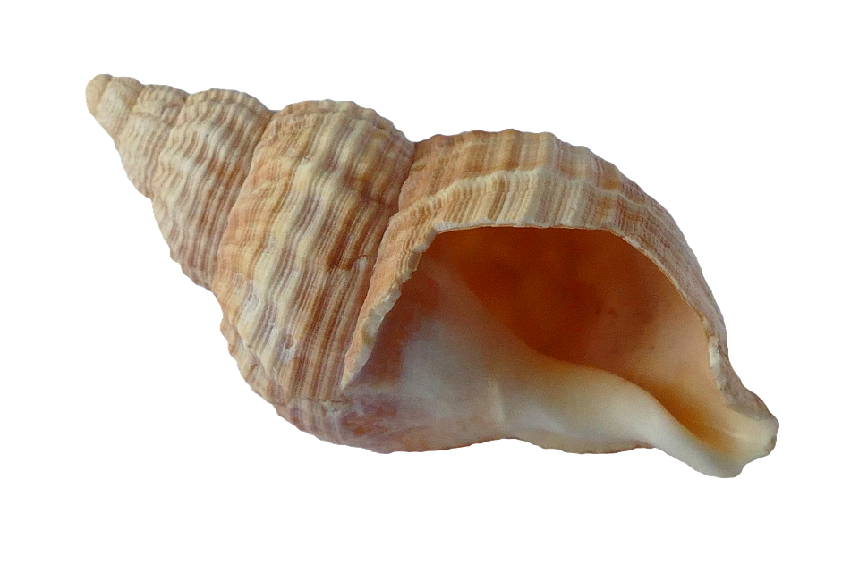 seashell, sea shell clam photo pixabay #26406