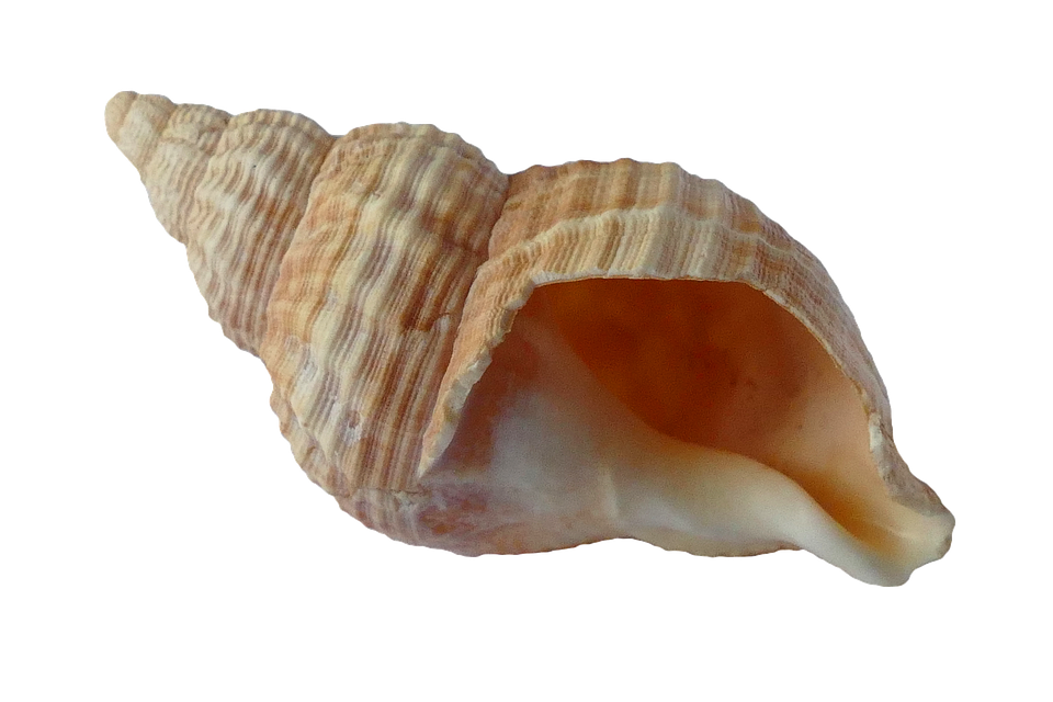 Seashell