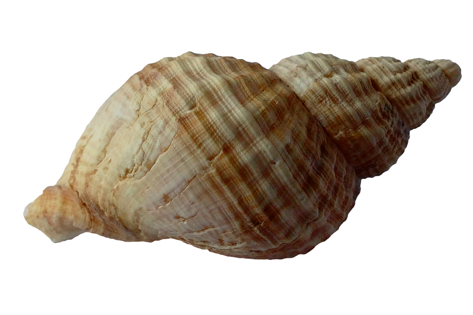 seashell, sea shell clam photo pixabay #26410