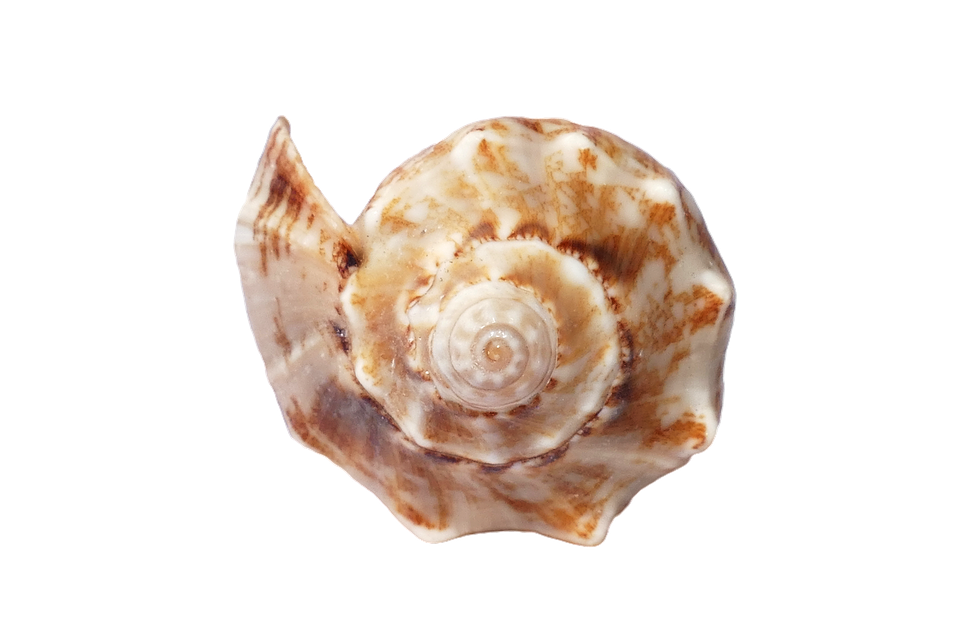 seashell, sea shells ocean photo pixabay #26424