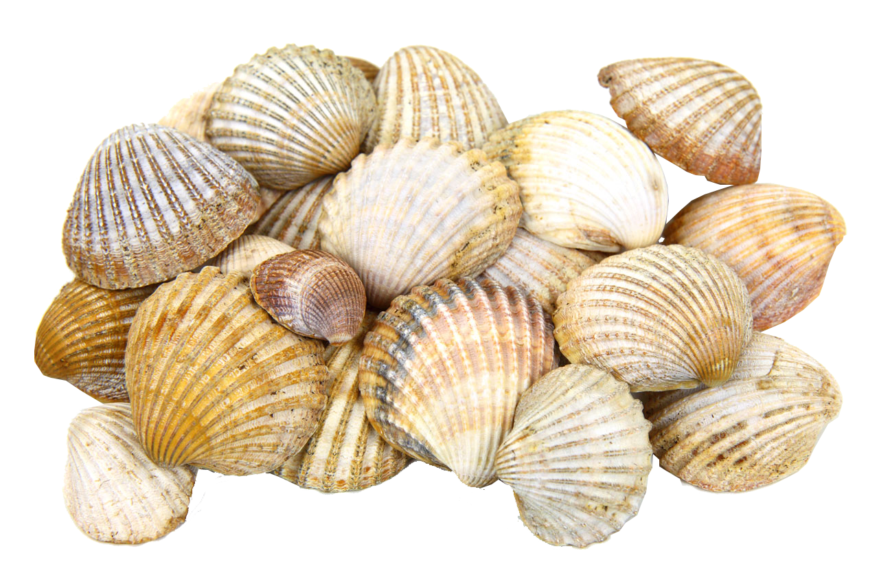 seashell, sea shells transparent image seaside png graphics #26436