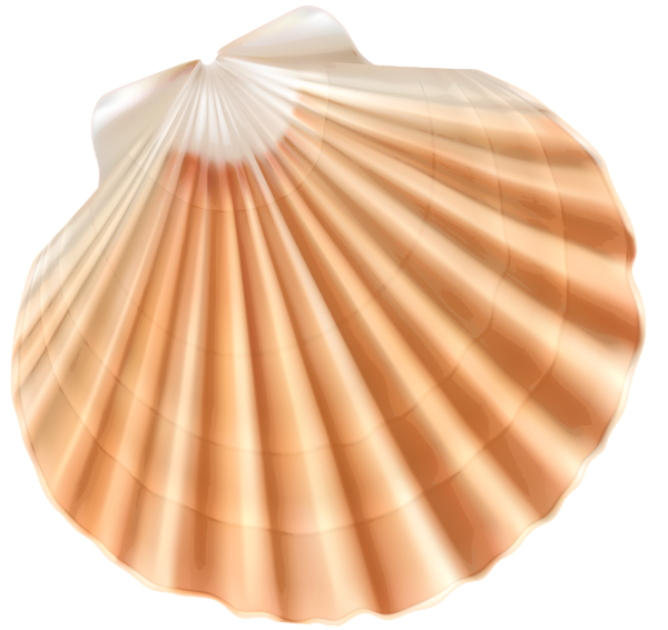 seashell, seashells clipart beach item seashells beach item #26416