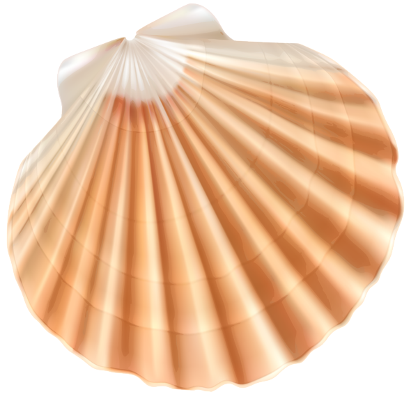 Seashell Clipart, Free Sea Shell PNG Images Download