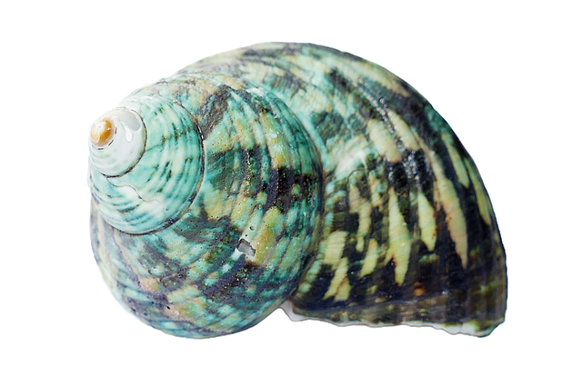 seashell shells sea photo pixabay #26414