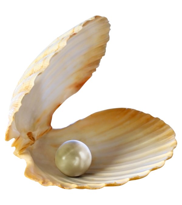 seashell, touching hearts shells the sea tube png #26418