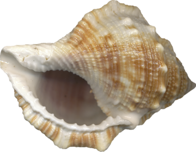 Seashell Clipart, Free Sea Shell PNG Images Download