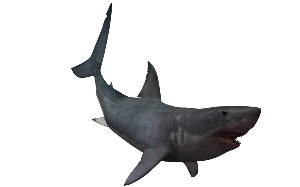 black shark transparent pictures #8513