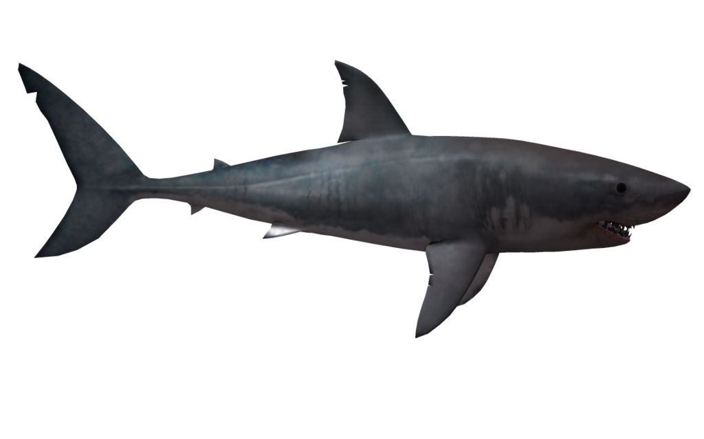 black sharks #8517
