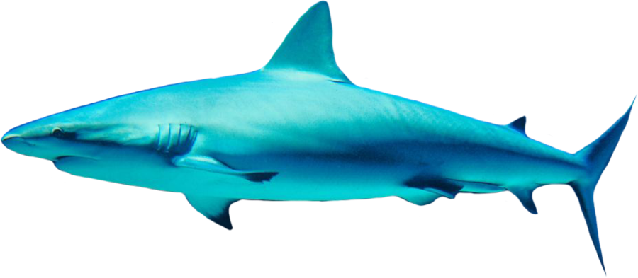 blue shark images in sea download #8518