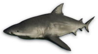 bull shark #8522