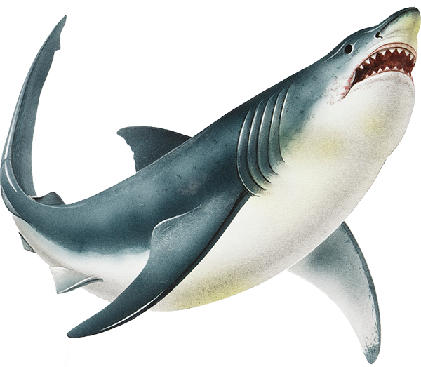 cartoon sharks facts habitats squizzes #8519