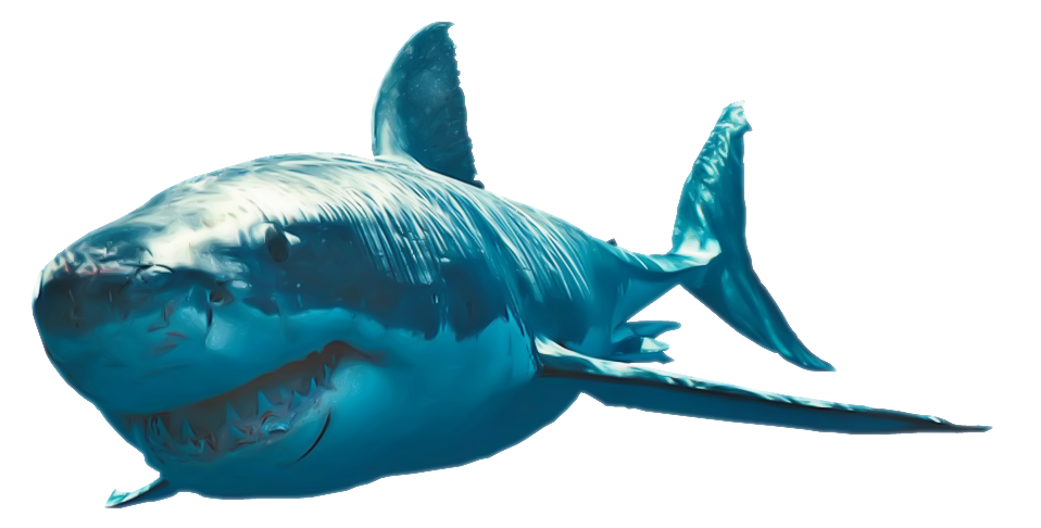 Coral catshark Goblin shark png images #8535