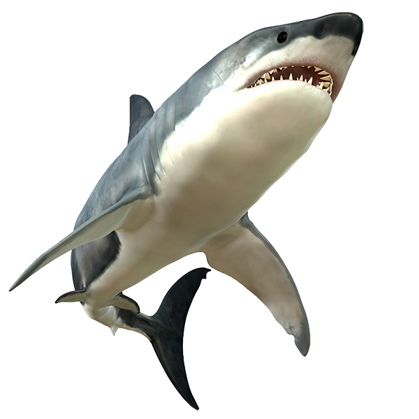 Shark PNG Images, Scary, Cartoon, Real Sharks