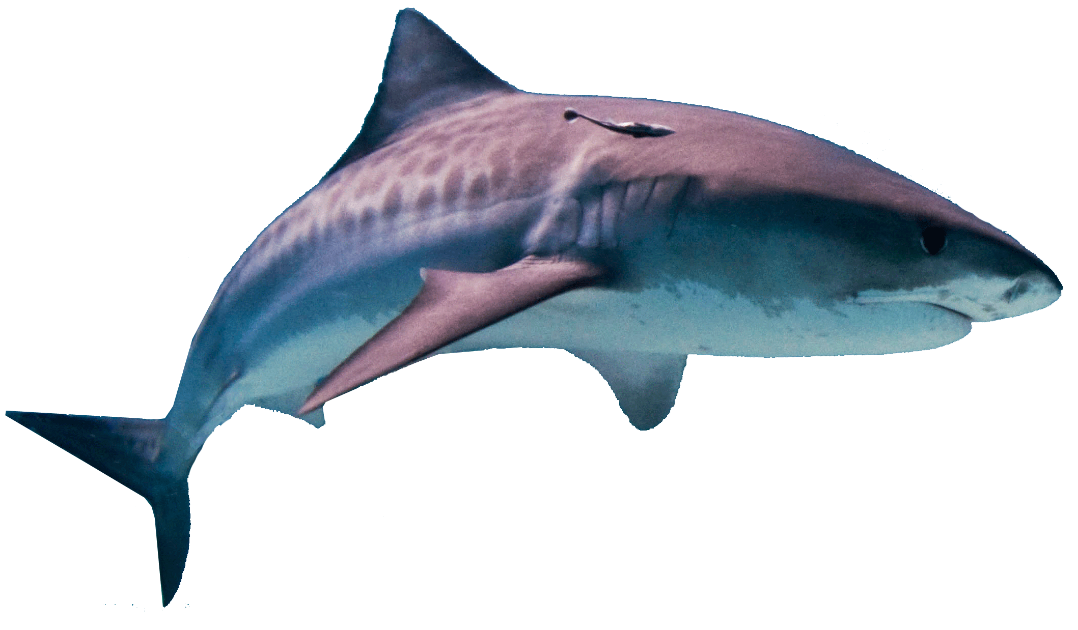 download shark image png #8511