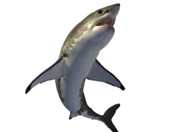 download shark picture image #8505