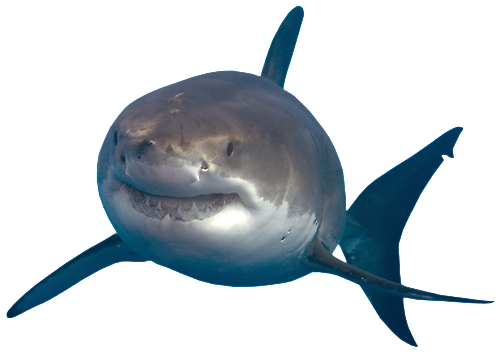 download shark transparent photos #8523