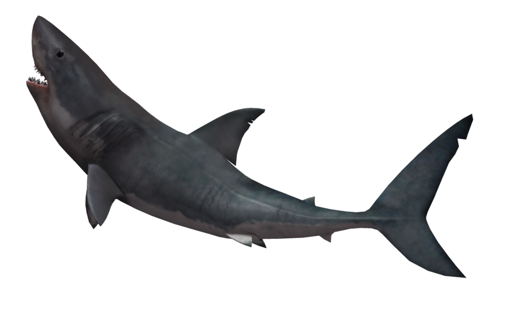 Grey reef shark Blacktip shark Clip art #8534