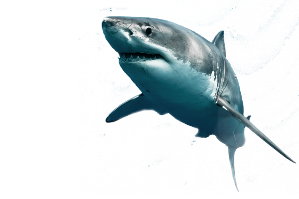 lamnidae shark, great white shark, animal #8528