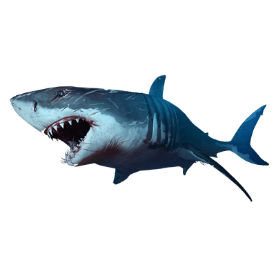 shark big tooth transparent #8509