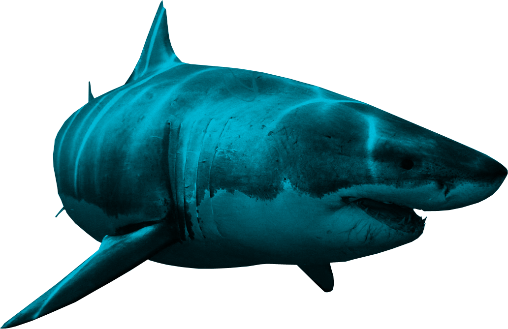 Shark Cartilaginous fish picture #8530