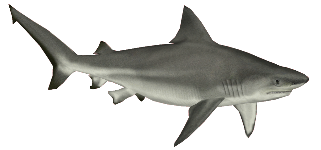 shark transparent pictures icons #8507