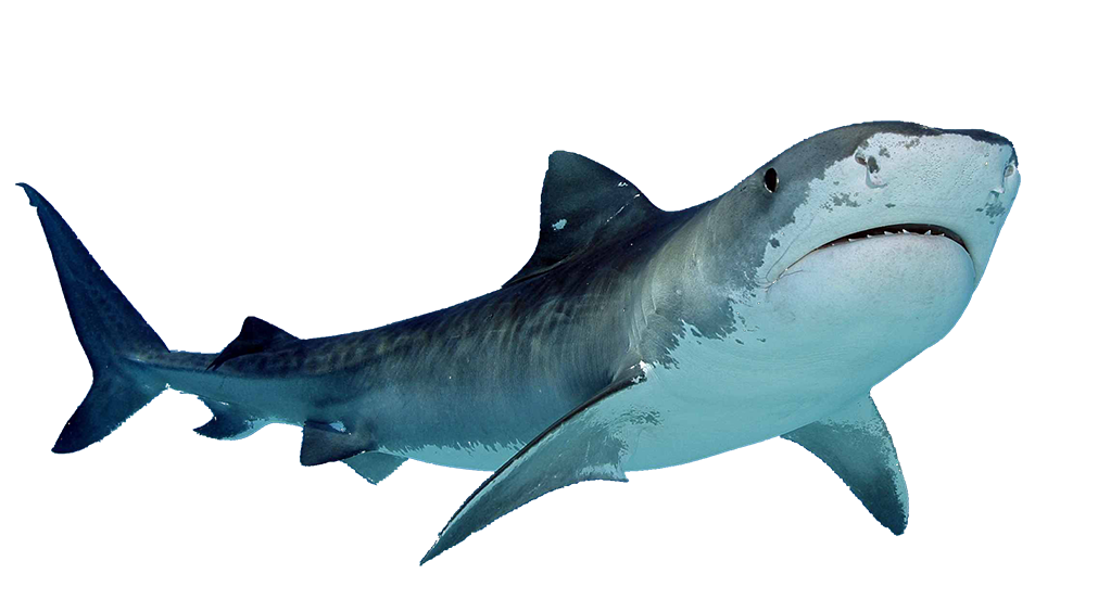 sharks images download shark #8506