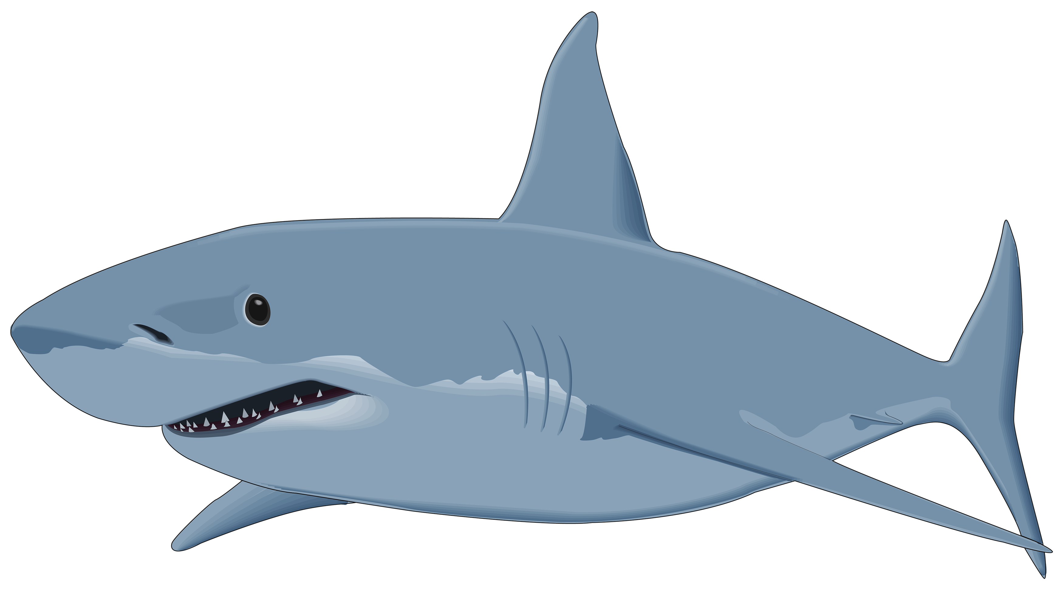 sharks images download shark #8510