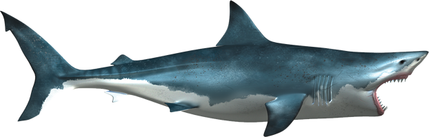 Shark Png Images Scary Cartoon Real Sharks Free Transparent Png Logos