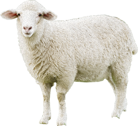 download sheep png transparent image and clipart #20275