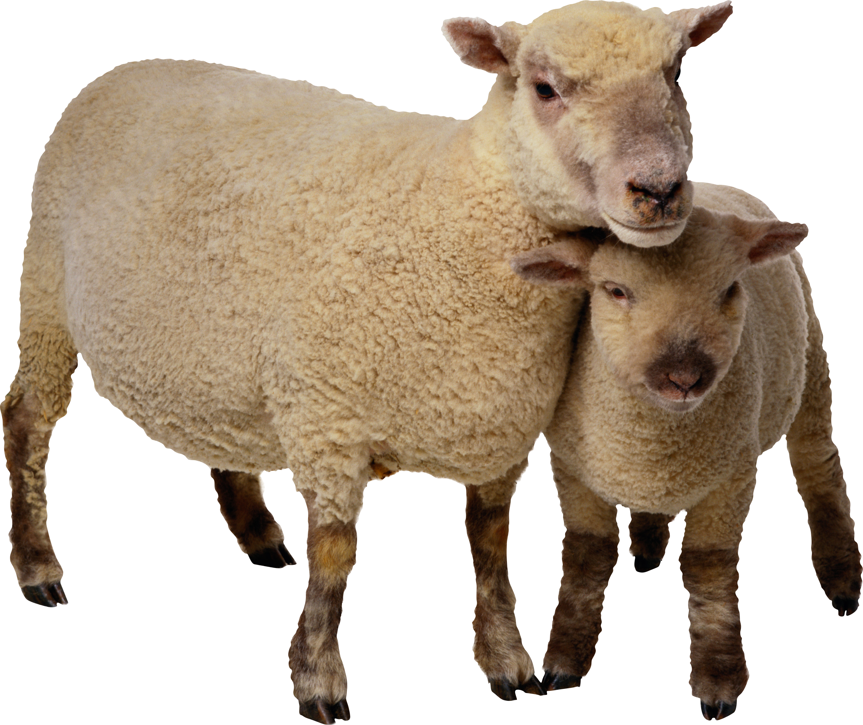 pin corndogart animals photoshopped animals sheep #20253