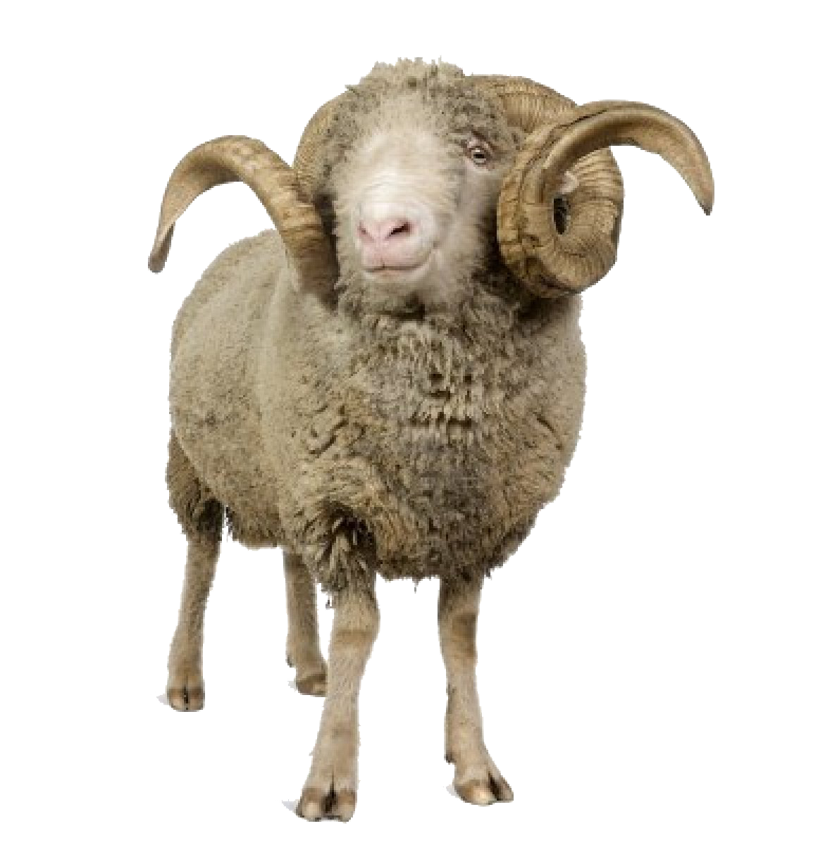 png background sheep transparent icons and #20315