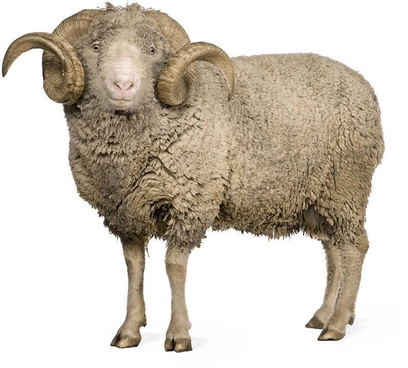 Sheep PNG Cartoon, Cute Sheep, Indian Sheep Png Images