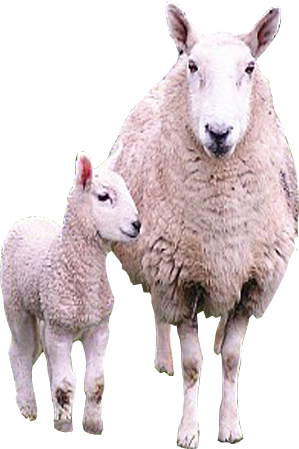 sheep and lamb transparent image #20292