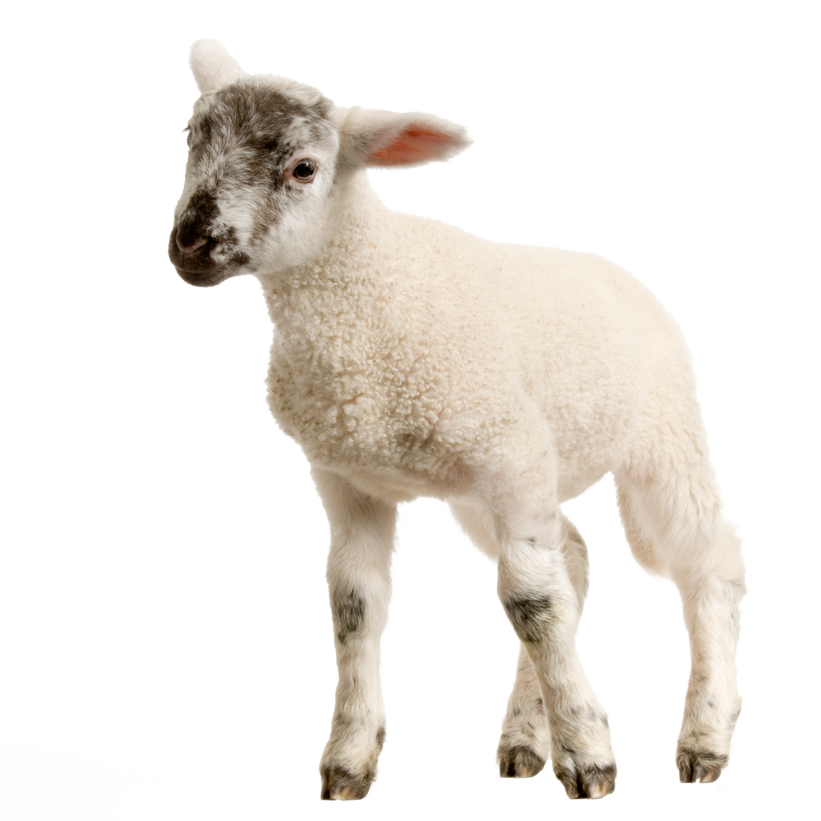 sheep, baby lamb png image purepng transparent png #20303