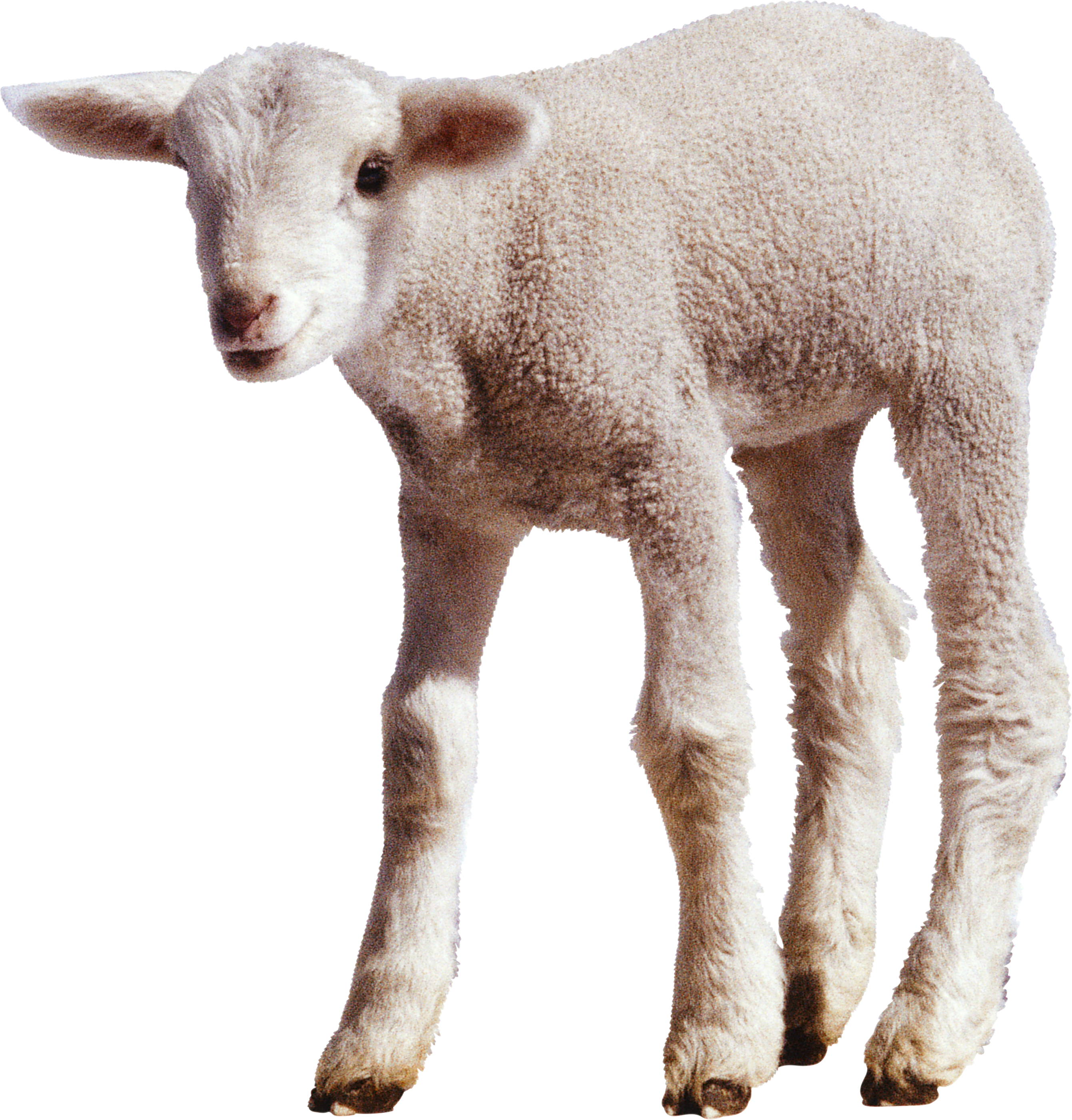 sheep, baby lamb png transparent baby lamb images pluspng #20340