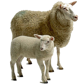 sheep clip art icons and png backgrounds #20293