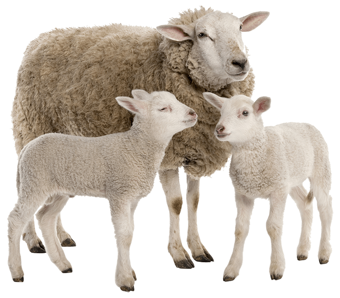 sheep, farm animals veterinary service moran court vets mount #20172