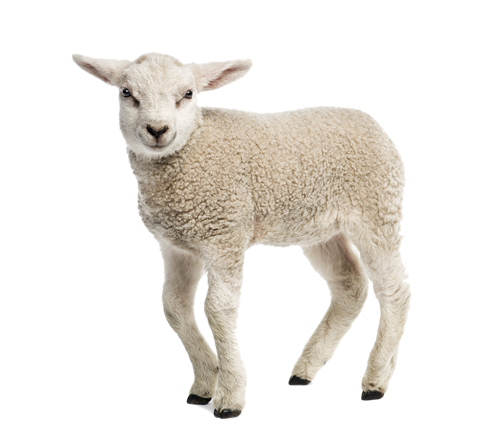 sheep, home shireman veterinary services #20274