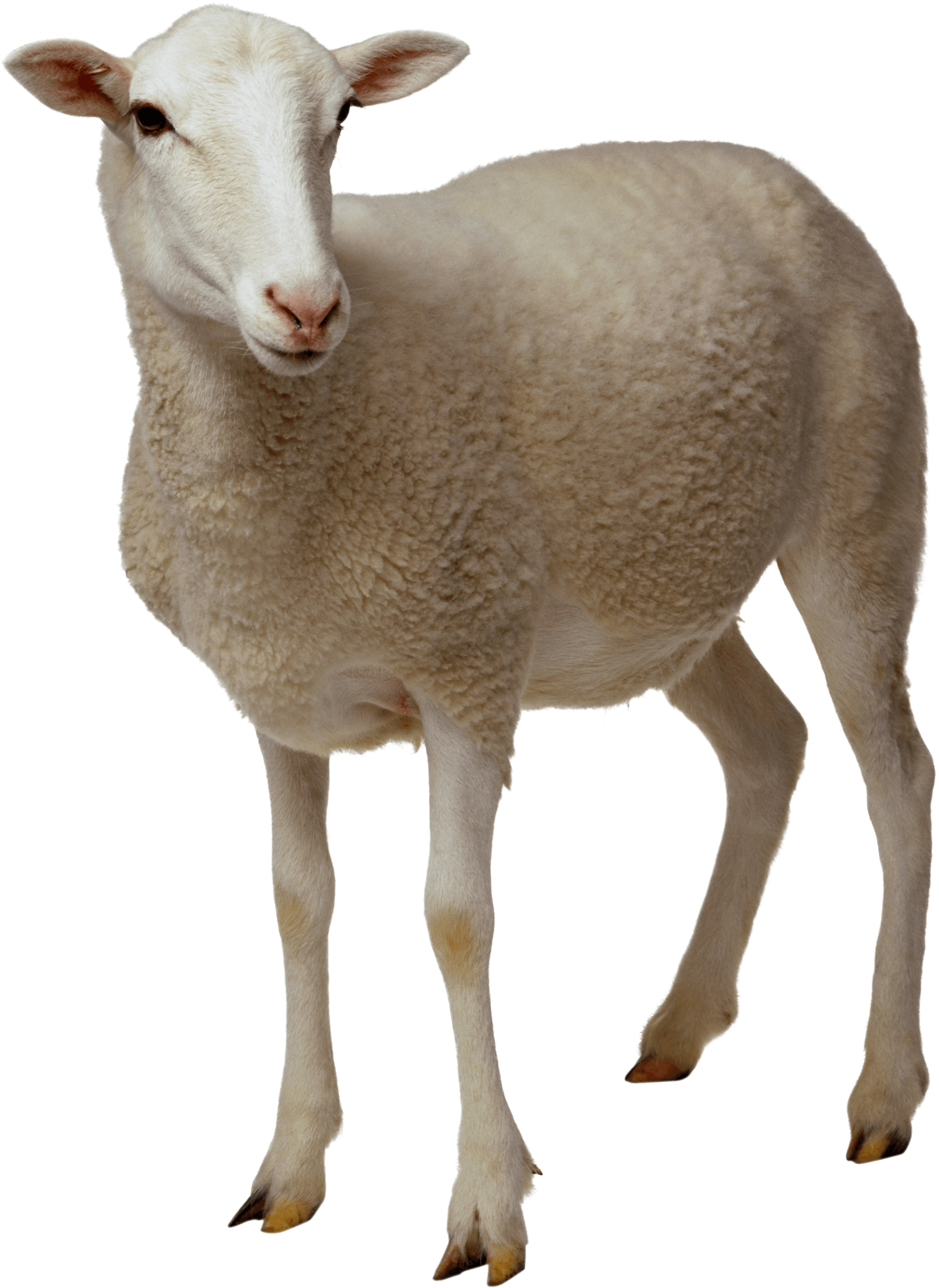 sheep looking transparent png stickpng #20269