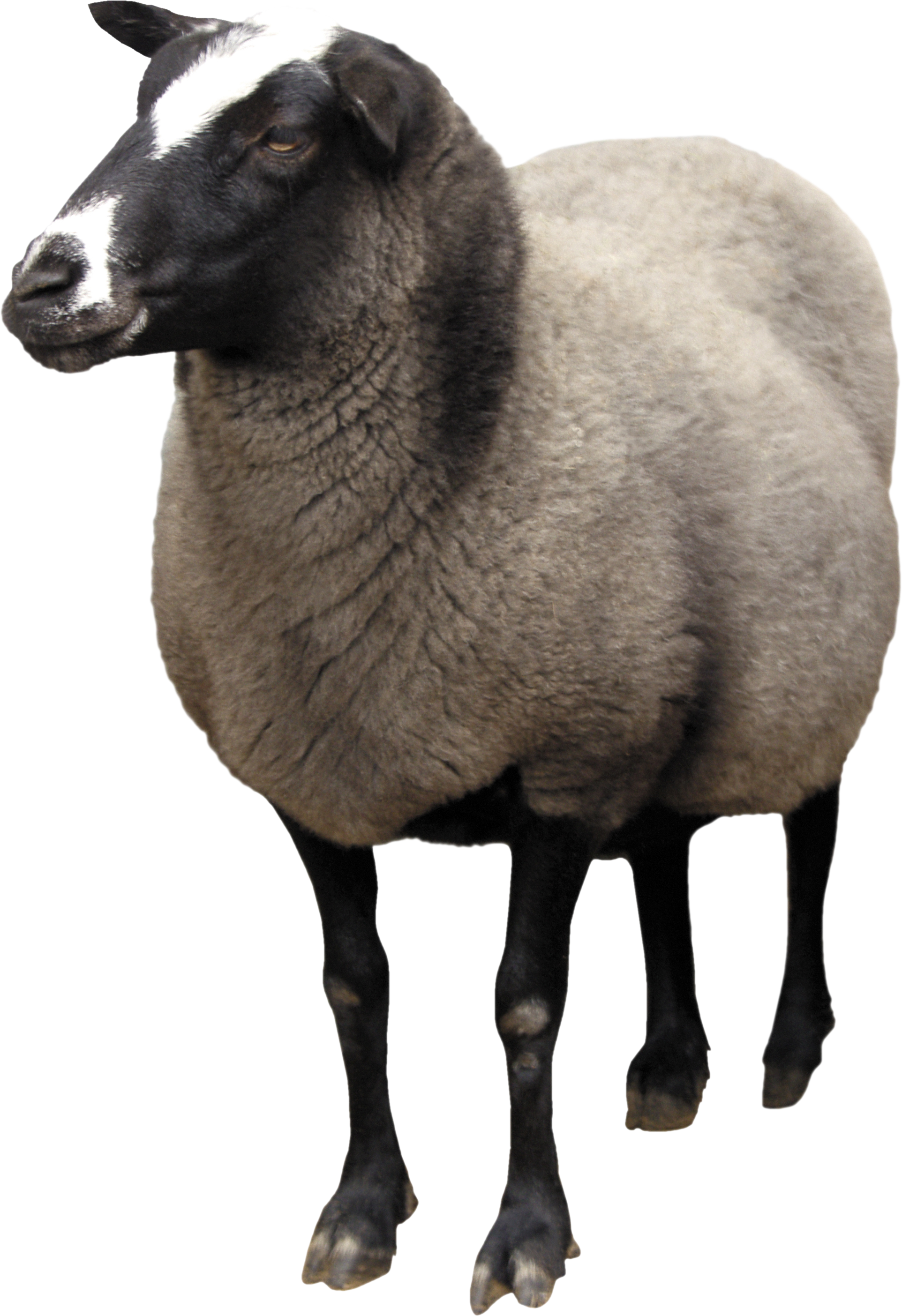 sheep png animal png pinterest animal #20298