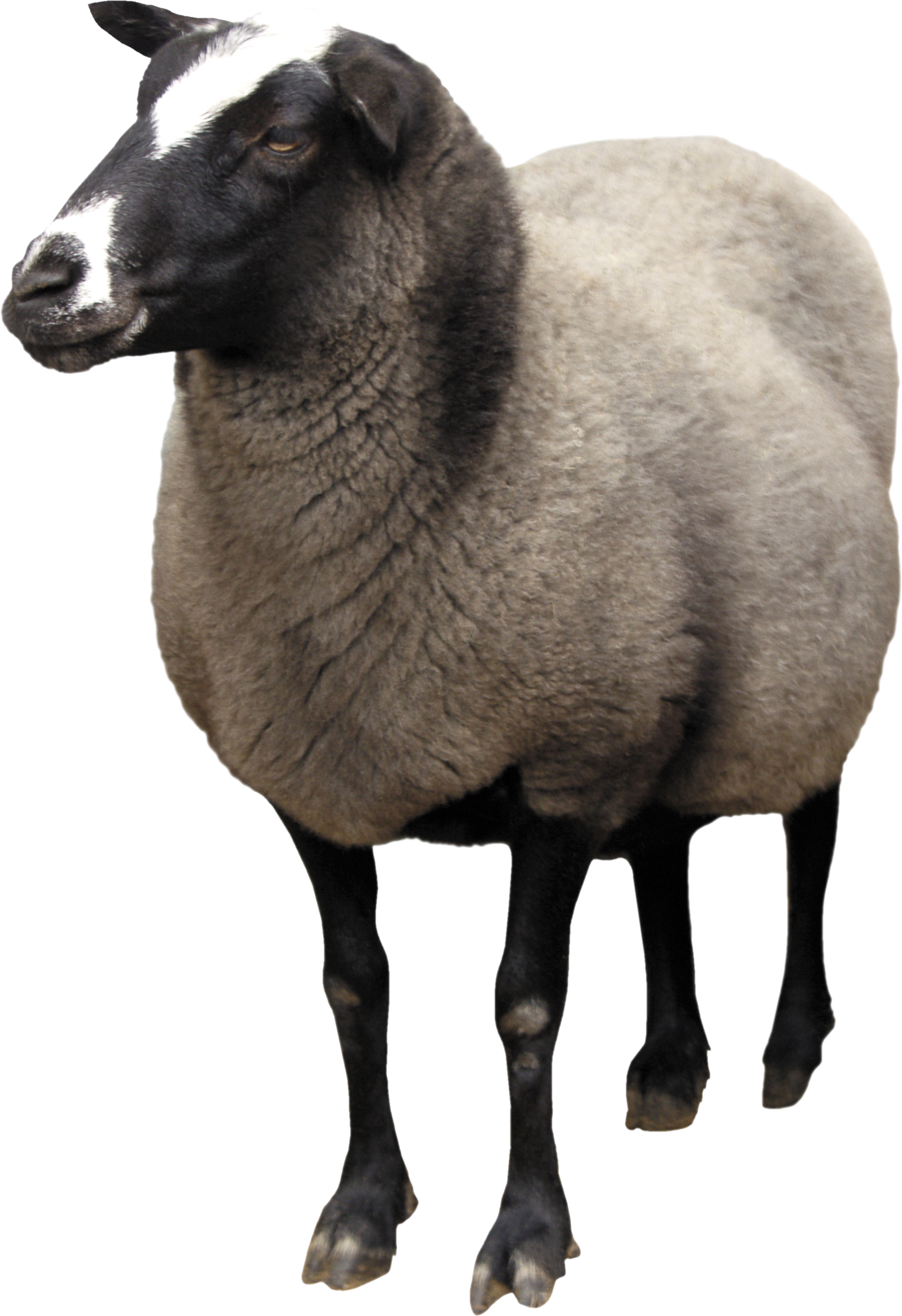 Sheep