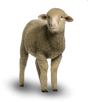 sheep png available different size icons #20313