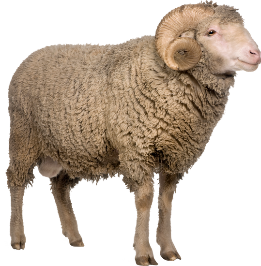 sheep, premium photos canva #20262