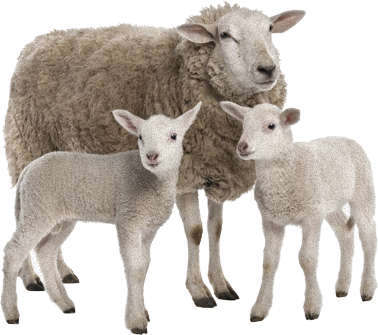 Sheep PNG Cartoon, Cute Sheep, Indian Sheep Png Images