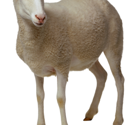 sheep, starfish png transparent images png only #20259